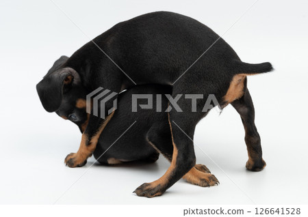Playful two puppies 126641528