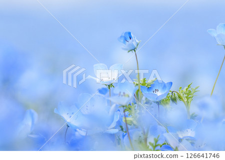 A swarm of nemophila blooming in a dream 126641746