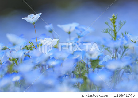 粉蝶花盛開的希望 粉蝶花盛開的希望 126641749
