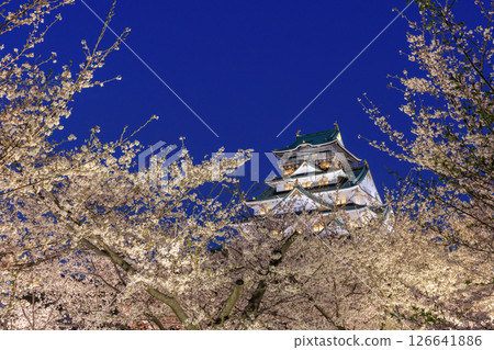 Illumination of cherry blossoms at Osaka Castle (Chuo-ku, Osaka City, Osaka Prefecture) 126641886