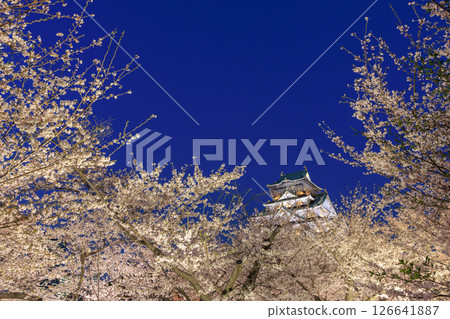 Illumination of cherry blossoms at Osaka Castle (Chuo-ku, Osaka City, Osaka Prefecture) 126641887