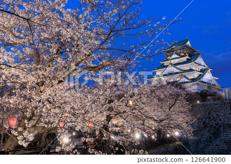 Illumination of cherry blossoms at Osaka Castle (Chuo-ku, Osaka City, Osaka Prefecture) Illumination of cherry blossoms at Osaka Castle (Chuo-ku, Osaka City, Osaka Prefecture) 126641900