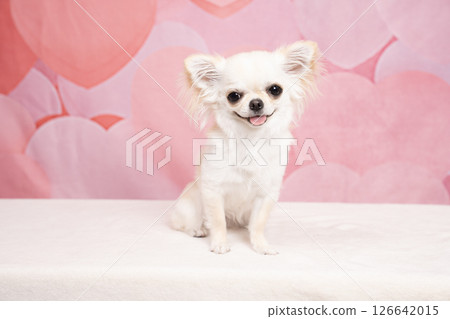 Chihuahua with pink heart back and smiling 126642015