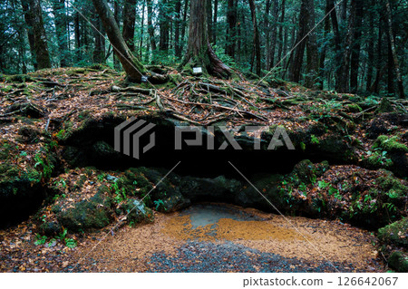 Mystical Trails and Tree Roots in Aokigahara Forest 126642067