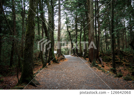 Mystical Trails and Tree Roots in Aokigahara Forest Mystical Trails and Tree Roots in Aokigahara Forest 126642068