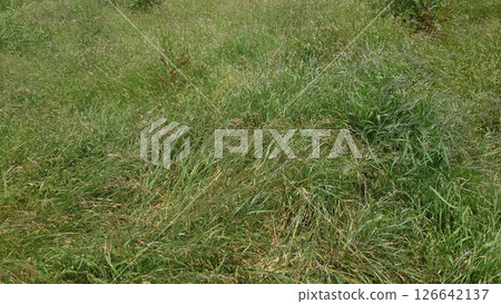 Vacant land, wasteland, weeds, land, vacant lot 126642137