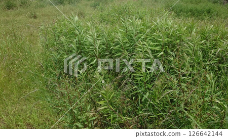 Vacant land, wasteland, weeds, land, vacant lot Vacant land, wasteland, weeds, land, vacant lot 126642144
