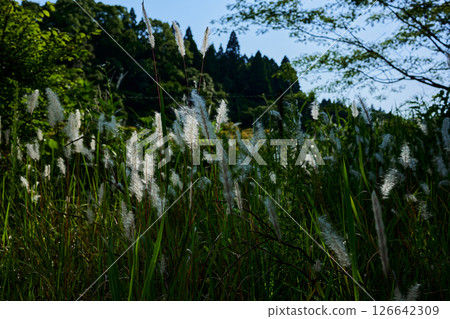 Chigaya Chigaya 126642309