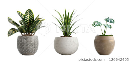 Collection of tropical houseplants in ceramic pots. 126642405