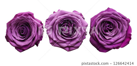 Set flower purple rose isolated on white Set flower purple rose isolated on white 126642414
