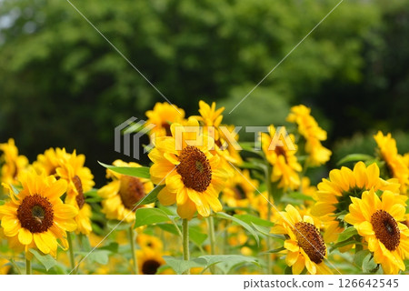 陽光下的向日葵 126642545