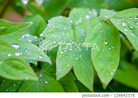 Leaves wet with rain Leaves wet with rain 126642578