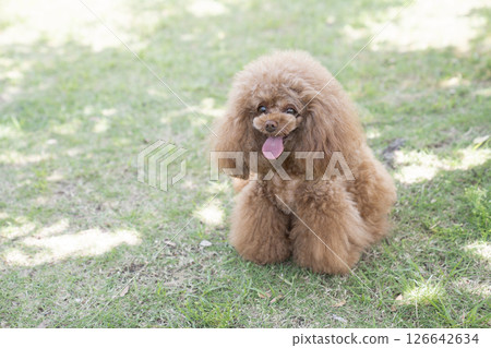 微笑玩具貴賓犬 126642634