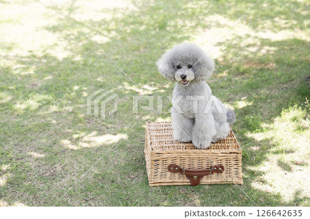 玩具貴賓犬阿穆魯 (Amuru) 在籃子裡微笑 玩具貴賓犬阿穆魯 (Amuru) 在籃子裡微笑 126642635