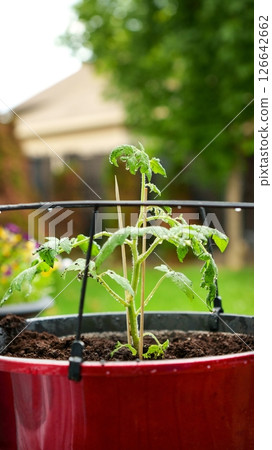 Single tomato plant in a red plastic pot with a metal cage around it. 126642662