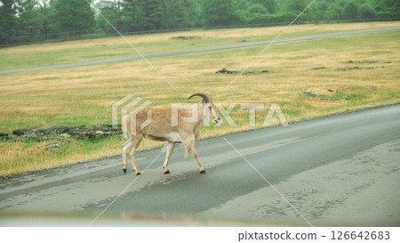 Barbary sheep walking on the asphalt road in the zoo on a rainy day Barbary sheep walking on the asphalt road in the zoo on a rainy day 126642683