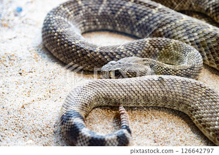 A rattlesnake is laying on the sand, with its head facing the camera. 126642797