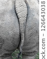White rhinoceros. 126643038