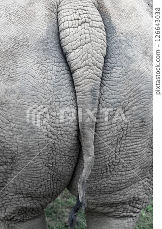 White rhinoceros. White rhinoceros. 126643038