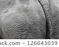 White rhinoceros. 126643039