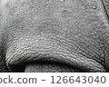 White rhinoceros. 126643040