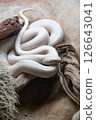 Leucistic Black Rat Snake. 126643041