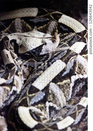 A rattlesnake is laying on the sand, with its head facing the camera. A rattlesnake is laying on the sand, with its head facing the camera. 126643042