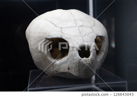 Sea turtle skull Sea turtle skull 126643043