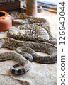 A rattlesnake is laying on the sand, with its head facing the camera. 126643044