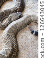 A rattlesnake is laying on the sand, with its head facing the camera. 126643045