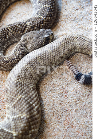 A rattlesnake is laying on the sand, with its head facing the camera. 126643045
