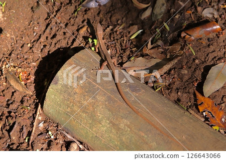 Fallen leaves and Japanese grass lizard Fallen leaves and Japanese grass lizard 126643066