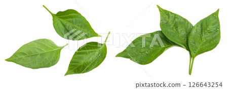 Sweet pepper leaf closeup isolated on white background Sweet pepper leaf closeup isolated on white background 126643254