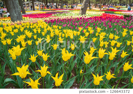 A spring flowerbed filled with colorful tulips A spring flowerbed filled with colorful tulips 126643372