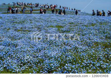 Hillside scenery with nemophila flowers in full bloom Hillside scenery with nemophila flowers in full bloom 126643408