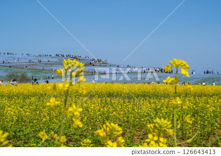 油菜花田外的山丘上盛開的粉蝶花 126643413