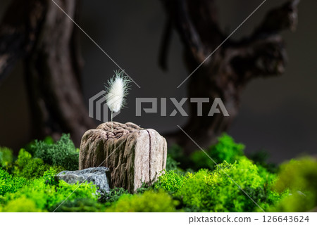 Photo composition of plants and moss. One fluffy plant. Minimalism. 126643624