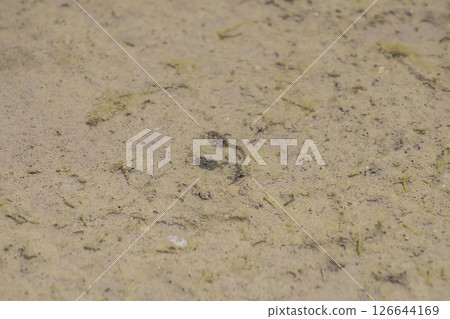 水中的蝌蚪 青蛙幼蟲 孵化出的蝌蚪 126644169