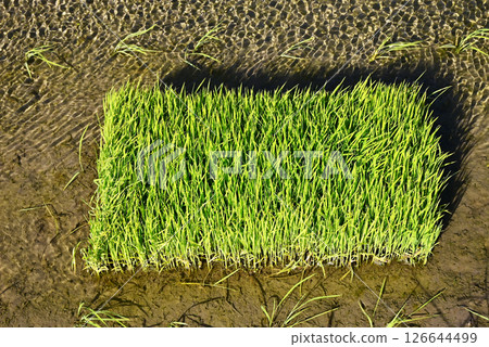 水稻種植後的稻田、水稻種植、水稻種植、圖像素材 水稻種植後的稻田、水稻種植、水稻種植、圖像素材 126644499