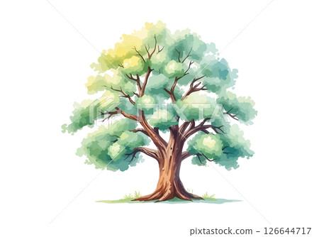 Sprawling tree with a lush crown. 126644717