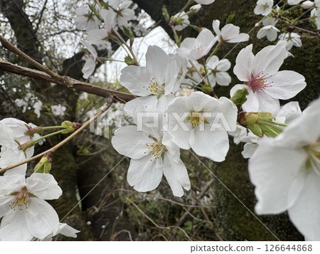 Cherry Blossoms Cherry Blossoms 126644868