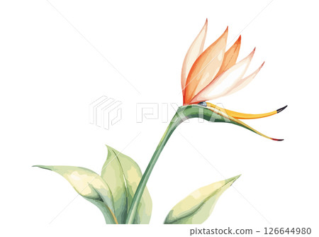 Strelitzia plant watercolour vector illustration. 126644980