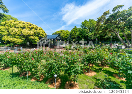 花園,江之島塞繆爾·科金花園 花園,江之島塞繆爾·科金花園 126645324