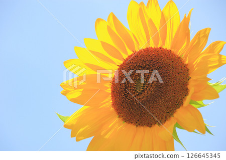 向日葵 9:在藍色夏日天空中格外醒目的鮮豔向日葵 向日葵 9:在藍色夏日天空中格外醒目的鮮豔向日葵 126645345