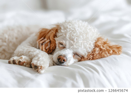 Brown-white poodle sleeping on pillow and under blanket 126645674