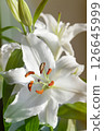 White lily flower. Lilium candidum. 126645999
