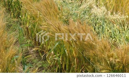 Wheat, Wheat field, Triticum aestivum, barley, wheat 126646011