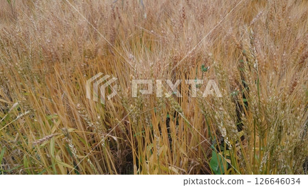 Wheat, Wheat field, Triticum aestivum, barley, wheat 126646034