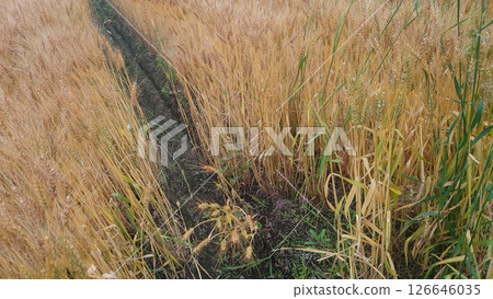 Wheat, Wheat field, Triticum aestivum, barley, wheat 126646035