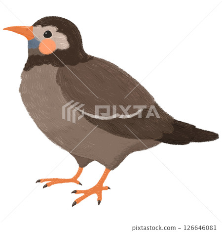 手繪的可愛椋鳥插圖 126646081